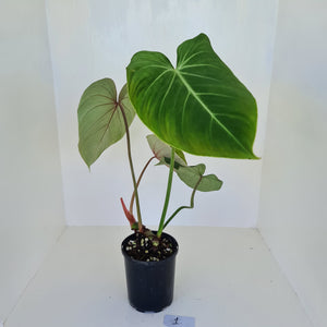 #1 Large Philodendron Gloriosum