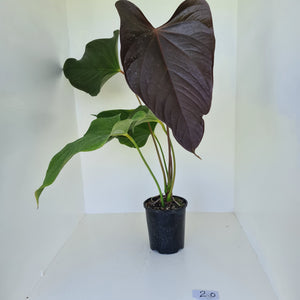 #2 Huge Anthurium Bosworth Beauty