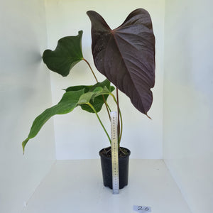 #2 Huge Anthurium Bosworth Beauty