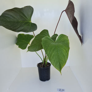 #2 Huge Anthurium Bosworth Beauty