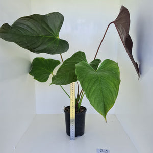 #2 Huge Anthurium Bosworth Beauty