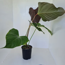 Load image into Gallery viewer, #2 Huge Anthurium Bosworth Beauty