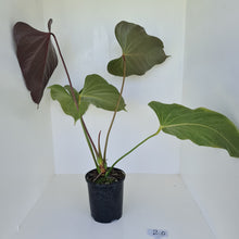 Load image into Gallery viewer, #2 Huge Anthurium Bosworth Beauty