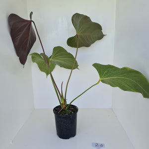 #2 Huge Anthurium Bosworth Beauty