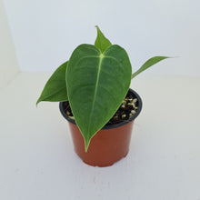 Load image into Gallery viewer, Anthurium Veitchii