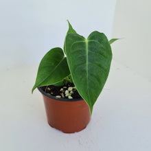 Load image into Gallery viewer, Anthurium Veitchii