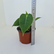 Load image into Gallery viewer, Anthurium Veitchii