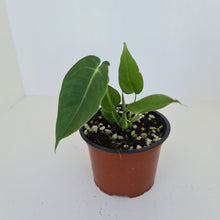 Load image into Gallery viewer, Anthurium Veitchii
