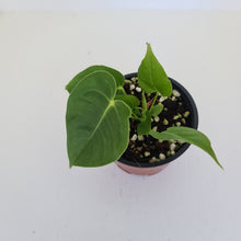 Load image into Gallery viewer, Anthurium Veitchii