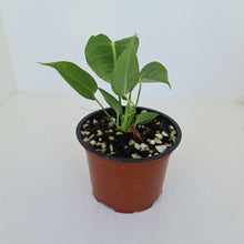 Load image into Gallery viewer, Anthurium Veitchii