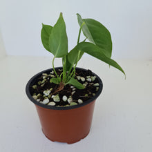 Load image into Gallery viewer, Anthurium Veitchii