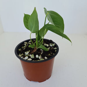 Anthurium Veitchii