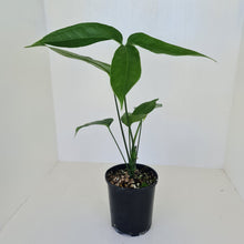 Load image into Gallery viewer, Anthurium Digitatum