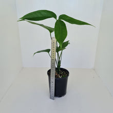 Load image into Gallery viewer, Anthurium Digitatum