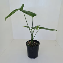 Load image into Gallery viewer, Anthurium Digitatum