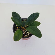 Load image into Gallery viewer, Anthurium Wilfordii