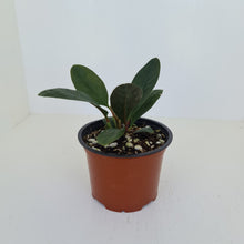 Load image into Gallery viewer, Anthurium Wilfordii