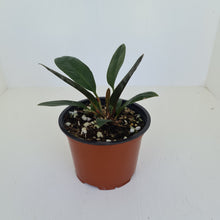 Load image into Gallery viewer, Anthurium Wilfordii