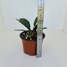 Load image into Gallery viewer, Anthurium Wilfordii
