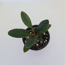 Load image into Gallery viewer, Anthurium Wilfordii