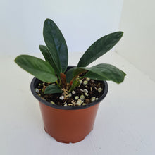 Load image into Gallery viewer, Anthurium Wilfordii