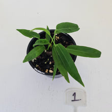 Load image into Gallery viewer, #1 Anthurium Pallidiflorum - Two heads