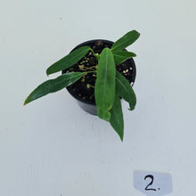 Load image into Gallery viewer, #2 Anthurium Pallidiflorum - Two heads