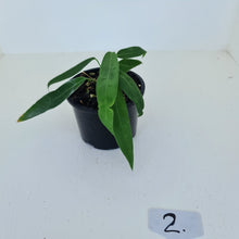 Load image into Gallery viewer, #2 Anthurium Pallidiflorum - Two heads