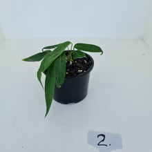Load image into Gallery viewer, #2 Anthurium Pallidiflorum - Two heads