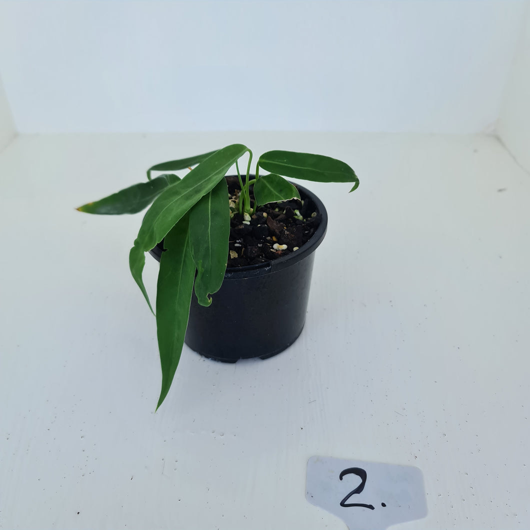 #2 Anthurium Pallidiflorum - Two heads