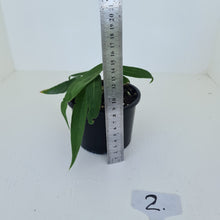 Load image into Gallery viewer, #2 Anthurium Pallidiflorum - Two heads