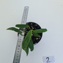 Load image into Gallery viewer, #2 Anthurium Pallidiflorum - Two heads