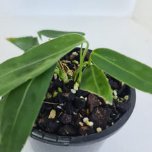 Load image into Gallery viewer, #2 Anthurium Pallidiflorum - Two heads