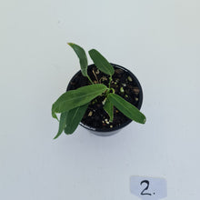 Load image into Gallery viewer, #2 Anthurium Pallidiflorum - Two heads