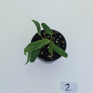 #2 Anthurium Pallidiflorum - Two heads