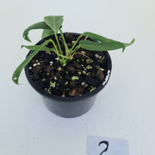 Load image into Gallery viewer, #2 Anthurium Pallidiflorum - Two heads