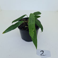 Load image into Gallery viewer, #2 Anthurium Pallidiflorum - Two heads