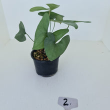 Load image into Gallery viewer, #2 Anthurium Berriozabalense