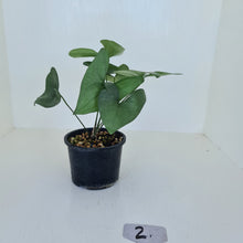 Load image into Gallery viewer, #2 Anthurium Berriozabalense