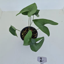 Load image into Gallery viewer, #2 Anthurium Berriozabalense