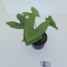 Load image into Gallery viewer, #2 Anthurium Berriozabalense