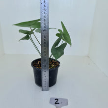 Load image into Gallery viewer, #2 Anthurium Berriozabalense