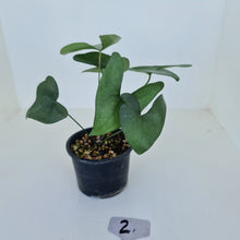 Load image into Gallery viewer, #2 Anthurium Berriozabalense