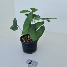 Load image into Gallery viewer, #2 Anthurium Berriozabalense