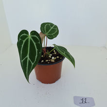 Load image into Gallery viewer, #11 Anthurium Crystallinum Hybrid - with extra seedling