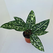 Load image into Gallery viewer, Aglaonema &#39;Galaxy&#39; / &#39;Morodoklok&#39;