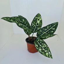 Load image into Gallery viewer, Aglaonema &#39;Galaxy&#39; / &#39;Morodoklok&#39;