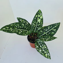 Load image into Gallery viewer, Aglaonema &#39;Galaxy&#39; / &#39;Morodoklok&#39;