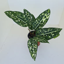 Load image into Gallery viewer, Aglaonema &#39;Galaxy&#39; / &#39;Morodoklok&#39;