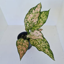 Load image into Gallery viewer, Aglaonema &#39;Pink Snow&#39;